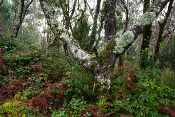 Dense jungle-like forest on Madeira, with moss-covered laurel trees, brown fern fronds and impenetrable brambles, seen from the “Levada do Moinho” hiking trail
