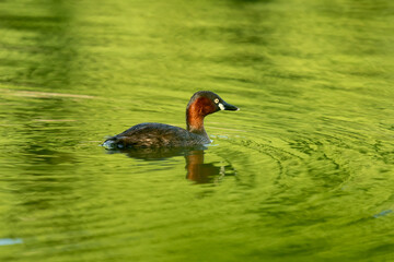 A grebe is on the pond