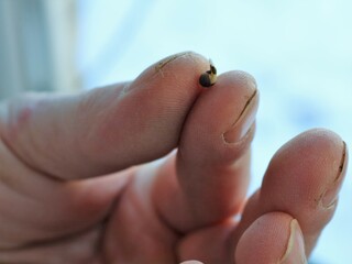 a gardener's rough-skinned male hand holds a tiny seed with a fresh root, a small germinated seed in the farmer's callused male hands, a new life in a living plant seed in human caring hands