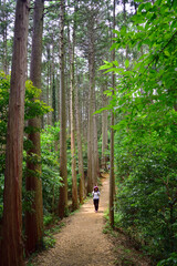大きな樹木のなかの自然道を歩くハイキングの女性