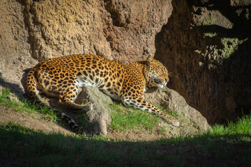 Leopardo © rrenis2000
