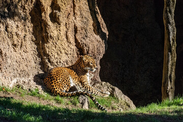 Leopardo © rrenis2000