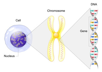 Structure of Cell. From Gene to DNA and Chromosome