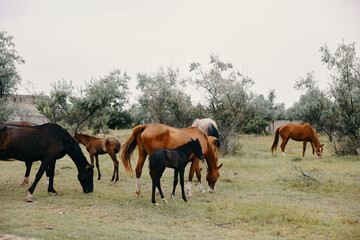 horses graze on the farm animals summer nature yes