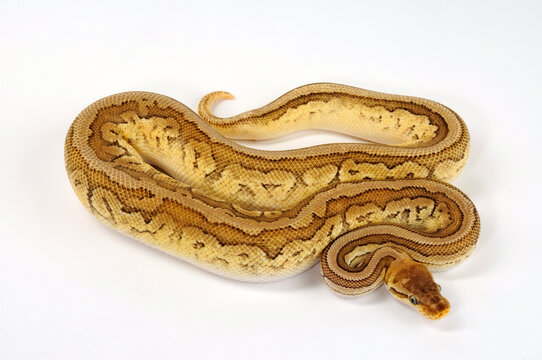 Ball python // K&ouml;nigspython (Python regius) - colour-morph