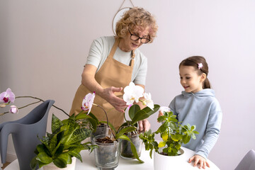 Senior Woman with child is caring her orchids House Plants