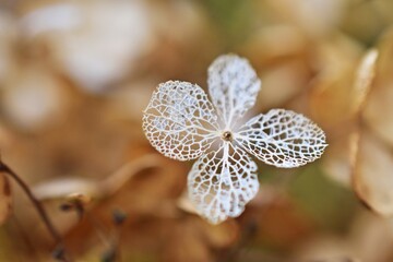 Hortensienbl&uuml;te getrocknet im Herbst
