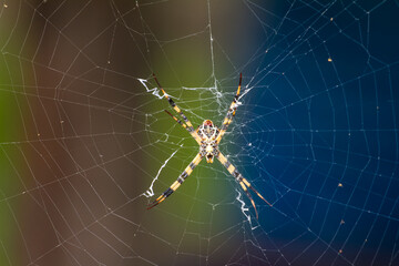 spider on web