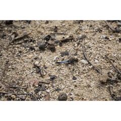 Libellule cachée sur le sol