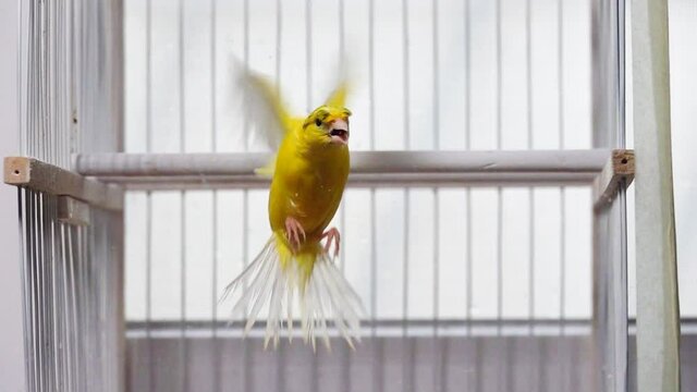 canary flapping its wings in slow motion