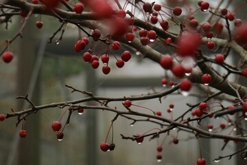 Berries in the Frost