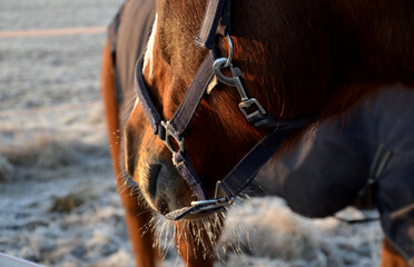 The horses on the pasture in paddock are curious. they have a halter with a carabiner and a modern...