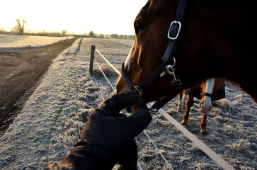 The horses on the pasture in paddock are curious. they have a halter with a carabiner and a modern...