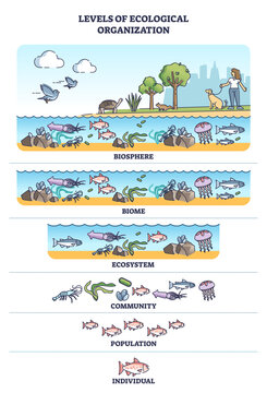 Levels of ecological organization with living organism division outline concept. Labeled educational individual, population, ecosystem, biome and biosphere classification system vector illustration.