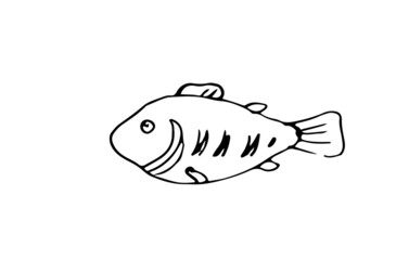 Wild fish. Aquatic animal character. Underwater world. Outline sketch. Hand drawing is isolated on a white background. Vector