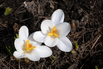 White spring crocus flowers with yellow stamens in  sunny garden. Top view.