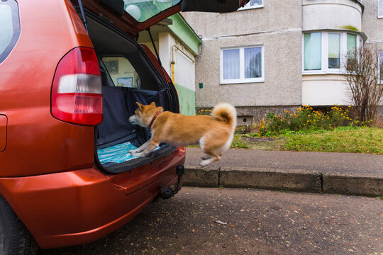 Trained Shiba Inu Dog Jumping Inside The Rear Trunk Of The Car