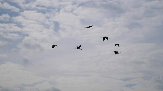 Flock of stork flying through the air on a sunny and heavenly day with blue sky.