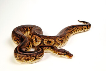Ball python // Königspython (Python regius) - Pewter colour-morph