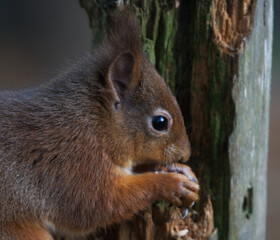 Close up of red squirrel feeding