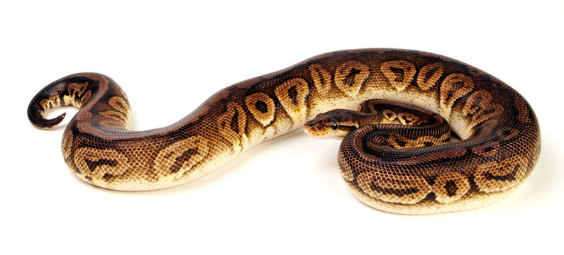 Ball python // K&ouml;nigspython (Python regius) - Pewter colour-morph
