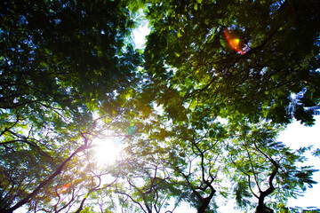 The sunlight shines down on top of the big tree in the morning,Ants eyes view