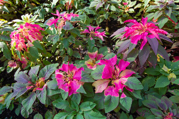Naklejka premium Beautiful Amaranthus flowers in garden