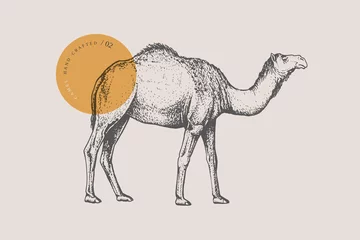 Foto op Plexiglas Hand-draw of a walking one-humped camel on a light background. Animal in vintage engraving style. Vector retro illustration. © KOSIM