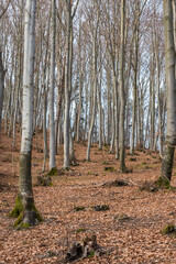 Winter season, landscape and nature. Freezing weather