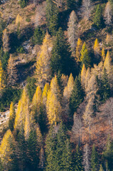 Larch tree slope in the autumn