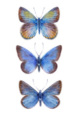 Beautiful set with cute watercolor butterflies. Stock illustration.