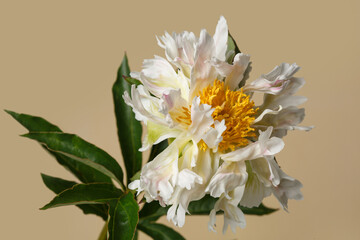 Funny  peony flower not even shape isolated on a beige background.