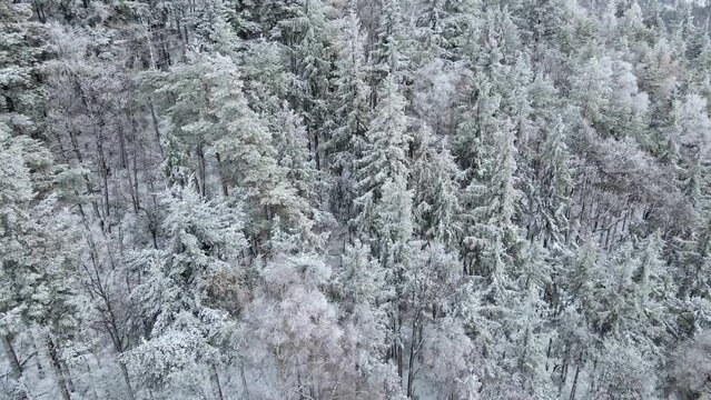 Winter forest with covered trees with snow. Beautiful winter nature landscape, aerial view. Pine forest background