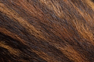Fur of young wild boar