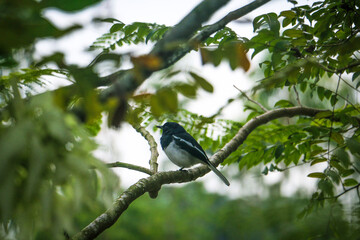 Standing alone black and white wagtail or Doyel bird on the tree