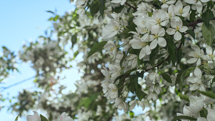 Fototapeta premium Apple blooming against golden sun on sky in closeup. Tree of apple blossoming .