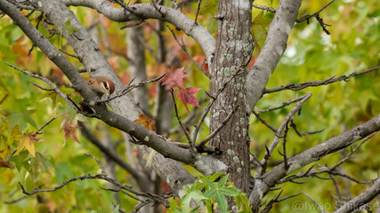 A butcher bird on the tree