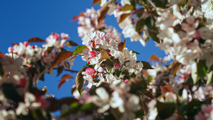 Apple blossoming against idyllic blue sky in closeup. Tree flowers blooming.