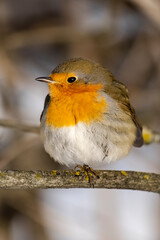 robin on a branch winter park