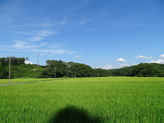 夏の田園風景