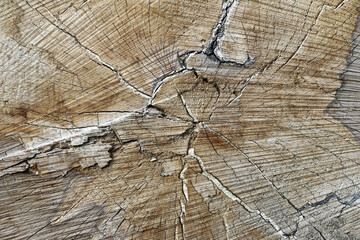 Cut tree trunk - texture of wood