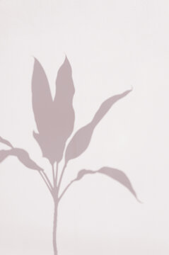 Organic natural botanic leaves stem overlay shadow on wall outdoor with white pastel cement building texture abstract background.