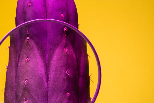 Purple Trichocereus Cactus virato con luce flash viola su sfondo giallo e lente di ingrandimento