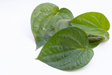Green betel leaves, Fresh piper betle on white background