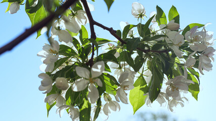 Apple blossoming against bright sun in closeup. Apple flowers in garden.