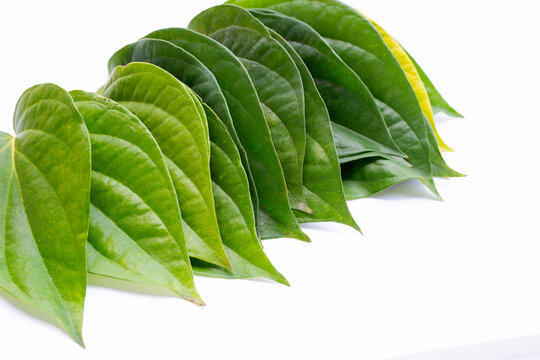 Green betel leaves, Fresh piper betle on white background