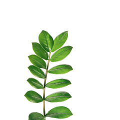 Zamioculcas branch with green leaves against white background.