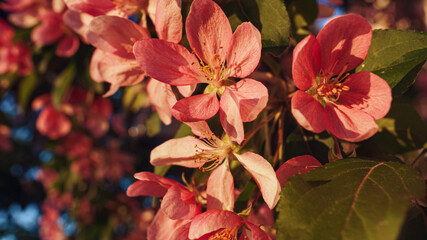 Closeup pink sakura petals in sunset lights. View of delightful cherry flowers.
