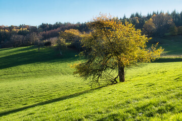 Fototapeta premium Yellow leaves on a tree in a field of green grass near Potzbach, Germany on a bright, sunny fall day.