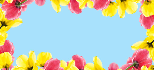 Floral frame of yellow and pink tulips on a blue background. Spring banner. copy space.
